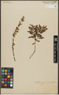 Foto von Salix triandra L. x Salix viminalis L.